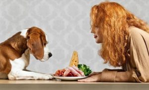 Chế độ ăn cho chó con hàng ngày