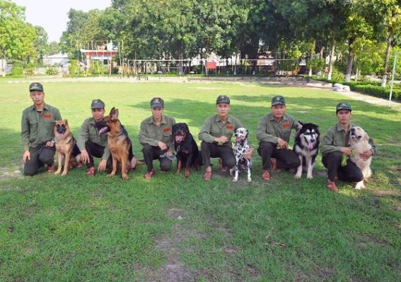 Những kiến thức cần thiết khi chăm sóc chó