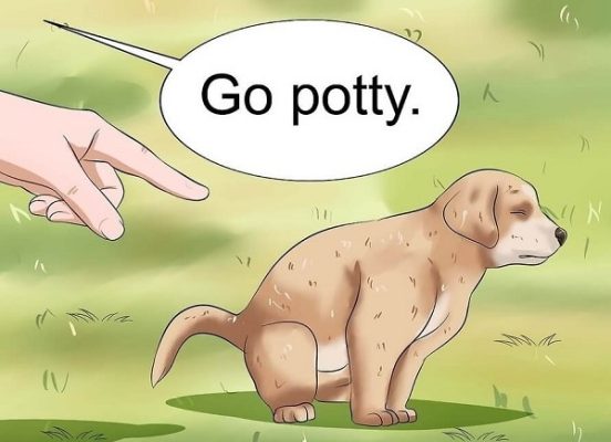 cách dạy chó poodle đi vệ sinh đúng chỗ