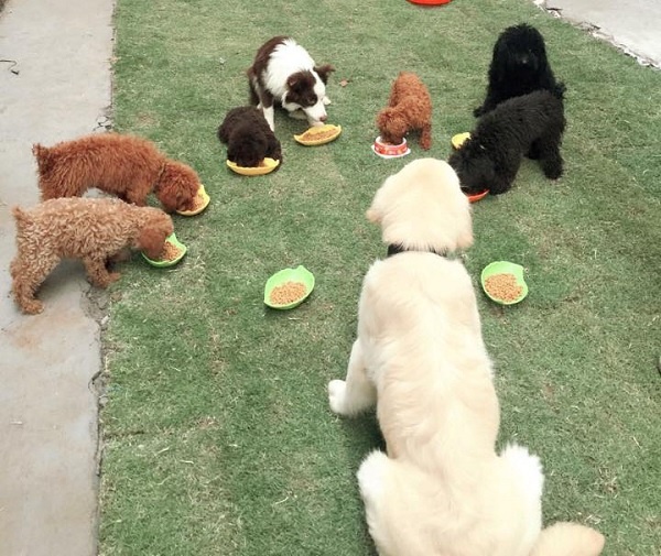 Bí quyết xây dựng chế độ ăn cho chó con đảm bảo dinh dưỡng