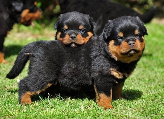 Giá giống chó rottweiler thuần chủng con có đắt không