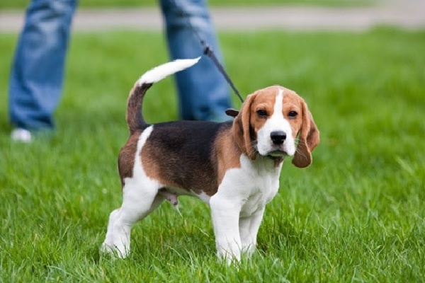 Đặc điểm ngoại hình của chó Beagle