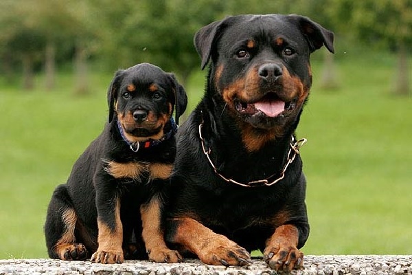 Địa chỉ mua chó rottweiler con thuần chủng giá rẻ