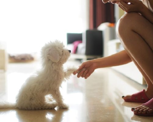 Các bài tập để dạy chó nghe lời cho thú cưng của bạn
