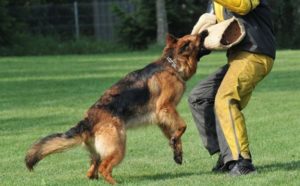 Người huấn luyện chó tấn công cần đảm bảo an toàn khi huấn luyện