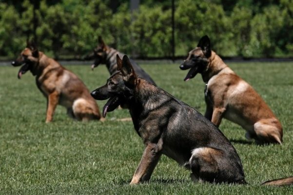 Huấn luyện chó nghiệp vụ đánh hơi tìm vật