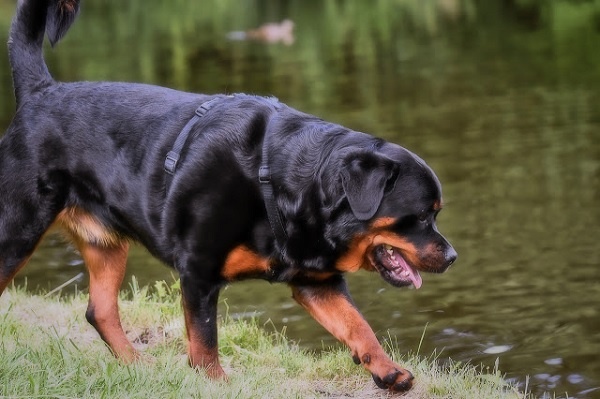 một chú chó rottweiler to lớn màu đen bước đi bên cạnh dòng suối