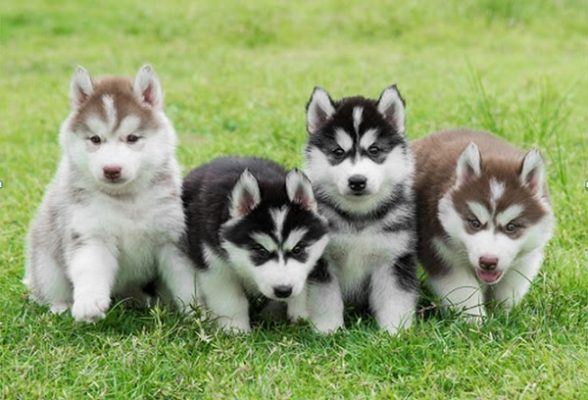 Phương pháp huấn luyện chó Husky