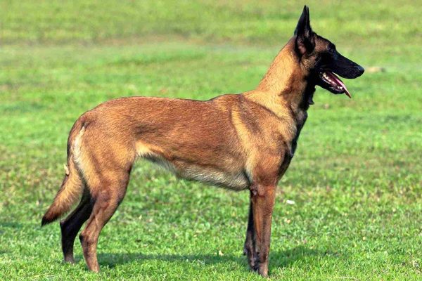 Bán chó Malinois (Becgie Bỉ) thông minh