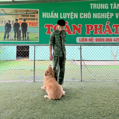 Trung tâm huấn luyện chó nghiệp vụ Toàn Phát